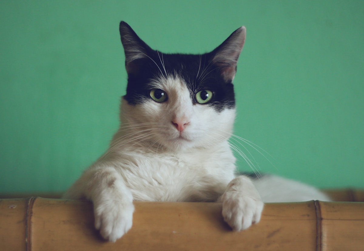 Arbre à chat